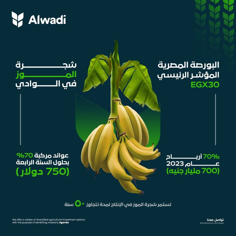 Alwadi — banana investment creative