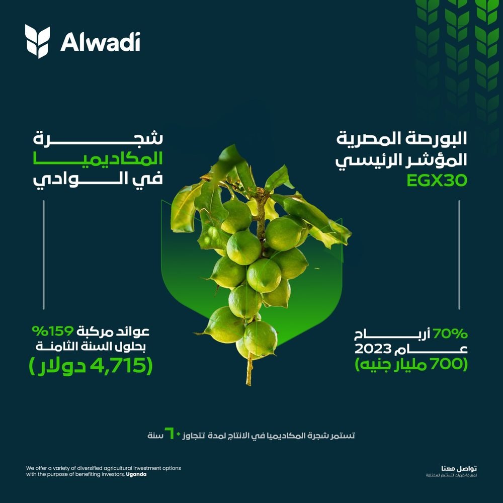 Alwadi — macadamia investment creative